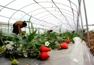 梦见摘草莓又大又红:我昨夜梦见了草莓,又大又红,缀在绿叶间,像一串串熟透的红宝石 梦见摘草莓又大又红:我昨夜梦见了草莓,又大又红,缀在绿叶间,像一串串熟透的红宝石