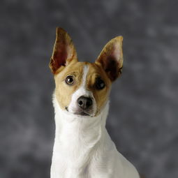 周公解梦全解查询梦见狗:周公解梦全解查询,梦见狗的深层寓意与文化解读 周公解梦全解查询梦见狗:周公解梦全解查询,梦见狗的深层寓意与文化解读