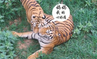 做梦梦见老虎狮子:老虎与狮子,梦中猛兽的隐喻 做梦梦见老虎狮子:老虎与狮子,梦中猛兽的隐喻