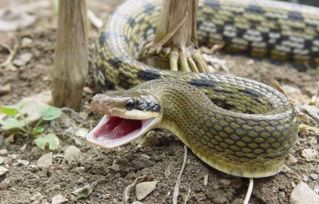 已婚女人梦见好多蛇什么意思:梦里好多蛇,已婚女人要注意了!解析已婚女性梦见众多蛇的潜在含义 已婚女人梦见好多蛇什么意思:梦里好多蛇,已婚女人要注意了!解析已婚女性梦见众多蛇的潜在含义