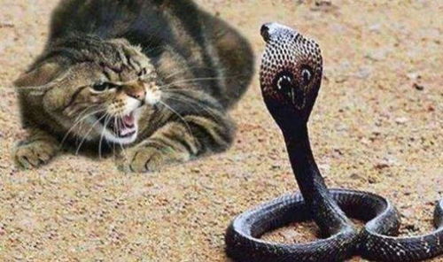 梦见彩色的蛇是什么意思:梦见彩色的蛇,探索潜意识的神秘讯息 梦见彩色的蛇是什么意思:梦见彩色的蛇,探索潜意识的神秘讯息