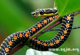 梦见彩色的蛇是什么意思:梦见彩色的蛇,探索潜意识的神秘讯息 梦见彩色的蛇是什么意思:梦见彩色的蛇,探索潜意识的神秘讯息