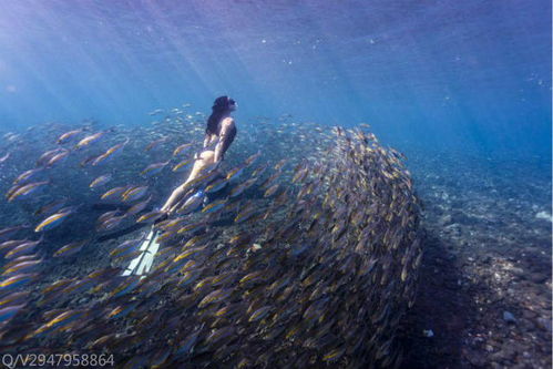 女人做梦梦到白色的鱼:梦里游来的白色鱼,解密潜意识的温柔讯号 女人做梦梦到白色的鱼:梦里游来的白色鱼,解密潜意识的温柔讯号