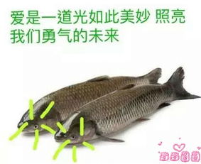 好多鱼什么梗:网络热梗好多鱼是什么梗?一文带你了解! 好多鱼什么梗:网络热梗好多鱼是什么梗?一文带你了解!