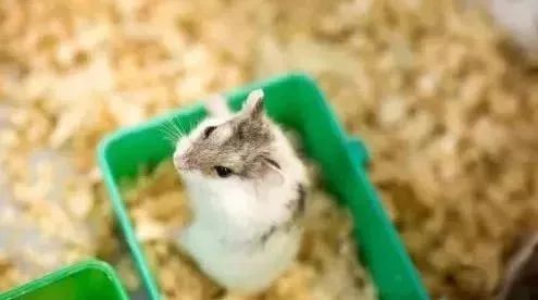 谁能压住属鼠人:属鼠人的天敌,这四类人天生具备制衡力,能将其潜力转化为现实 谁能压住属鼠人:属鼠人的天敌,这四类人天生具备制衡力,能将其潜力转化为现实