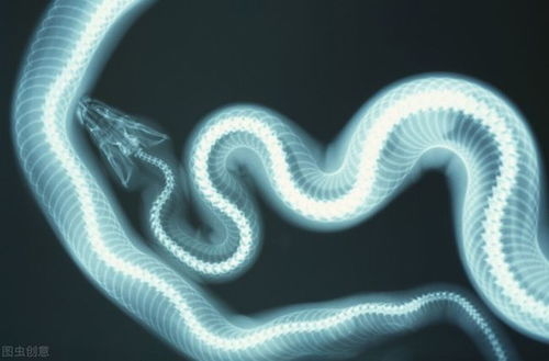 凌晨三四点梦见蛇好不好:凌晨三四点梦见蛇,吉凶解析与科学真相 凌晨三四点梦见蛇好不好:凌晨三四点梦见蛇,吉凶解析与科学真相