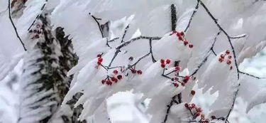 梦见下雪是不是要死人:梦里下雪,死亡敲门?民间传说背后的科学真相 梦见下雪是不是要死人:梦里下雪,死亡敲门?民间传说背后的科学真相