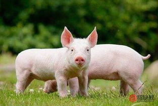 95猪跟什么属相配最好:95年出生属猪人最佳婚配属相全解析,科学搭配+传统智慧双视角 95猪跟什么属相配最好:95年出生属猪人最佳婚配属相全解析,科学搭配+传统智慧双视角