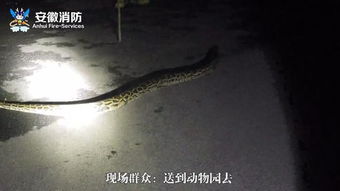 男人睡觉梦到大蛇有什么预兆:梦到大蛇,民间说法与现代解读,男人的睡眠警示? 男人睡觉梦到大蛇有什么预兆:梦到大蛇,民间说法与现代解读,男人的睡眠警示?