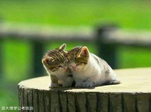 已婚男人梦见猫：已婚男人梦见猫，解码梦境中的婚姻情感与内心挣扎