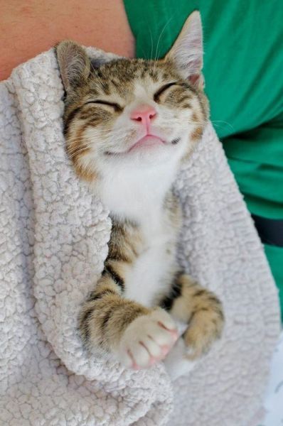 已婚男人梦见猫：已婚男人梦见猫，解码梦境中的婚姻情感与内心挣扎