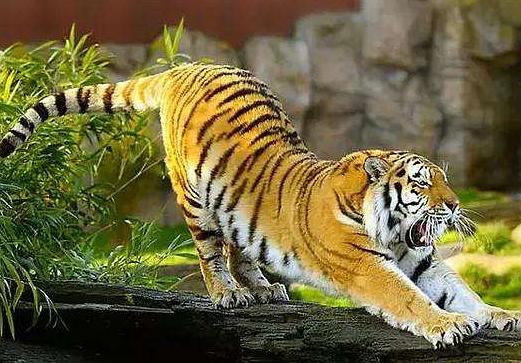 2024年属虎的大灾之年：2024年属虎人需警惕，传统命理中的大灾之年与理性应对之道