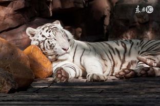 2024年属虎的大灾之年：2024年属虎人需警惕，传统命理中的大灾之年与理性应对之道