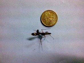 梦见手上沾屎:梦中奇遇,解析手上沾屎梦的潜在象征意义 梦见手上沾屎:梦中奇遇,解析手上沾屎梦的潜在象征意义