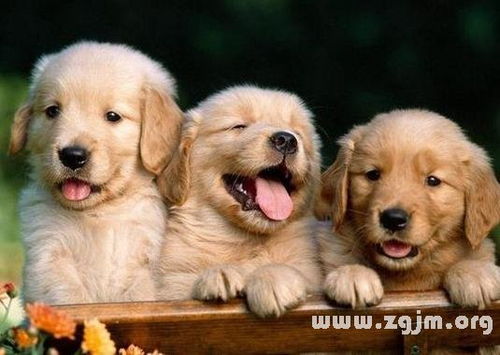 孕妇梦见狗咬手是什么意思:孕妇梦见狗咬手是什么意思?解析梦境背后的可能暗示 孕妇梦见狗咬手是什么意思:孕妇梦见狗咬手是什么意思?解析梦境背后的可能暗示