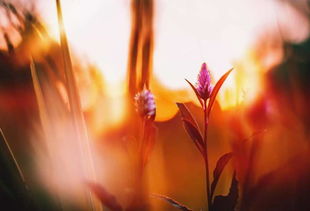 6月3日是什么星座的人:6月3日出生的幸运儿,双子座特质与人生指南 6月3日是什么星座的人:6月3日出生的幸运儿,双子座特质与人生指南