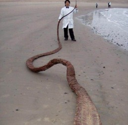 男人梦见蛇吓醒了好吗:男人梦见蛇吓醒了好吗?解密梦境背后的真相与应对指南 男人梦见蛇吓醒了好吗:男人梦见蛇吓醒了好吗?解密梦境背后的真相与应对指南