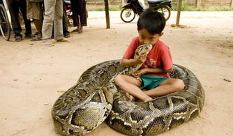 男人梦见蛇吓醒了好吗:男人梦见蛇吓醒了好吗?解密梦境背后的真相与应对指南 男人梦见蛇吓醒了好吗:男人梦见蛇吓醒了好吗?解密梦境背后的真相与应对指南