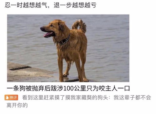 已婚女人梦见狗追但没咬到：解密梦境，已婚女人梦见狗追但没咬到的隐喻与启示