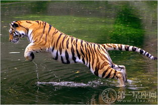女人梦见老虎预示什么:女人梦见老虎,解密梦境中的神秘符号与潜在预示 女人梦见老虎预示什么:女人梦见老虎,解密梦境中的神秘符号与潜在预示