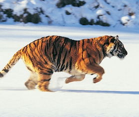 女人梦见老虎预示什么:女人梦见老虎,解密梦境中的神秘符号与潜在预示 女人梦见老虎预示什么:女人梦见老虎,解密梦境中的神秘符号与潜在预示