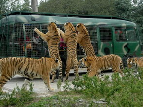 女人梦见老虎预示什么:女人梦见老虎,解密梦境中的神秘符号与潜在预示 女人梦见老虎预示什么:女人梦见老虎,解密梦境中的神秘符号与潜在预示