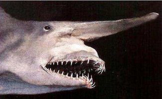 最准确的是什么动物:最准确的动物是谁?科学揭秘自然界中的无误大师 最准确的是什么动物:最准确的动物是谁?科学揭秘自然界中的无误大师