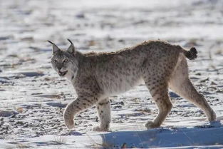 最准确的是什么动物:最准确的动物是谁?科学揭秘自然界中的无误大师 最准确的是什么动物:最准确的动物是谁?科学揭秘自然界中的无误大师