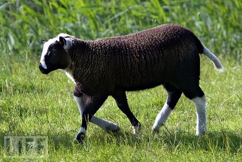 最准确的是什么动物:最准确的动物是谁?科学揭秘自然界中的无误大师 最准确的是什么动物:最准确的动物是谁?科学揭秘自然界中的无误大师