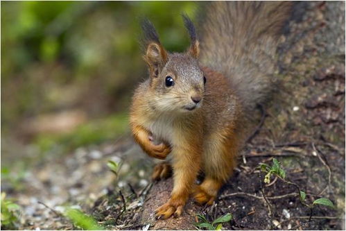 1960年属鼠的寿命:1960年属鼠的寿命,传统文化中的吉兆与科学视角下的健康密码 1960年属鼠的寿命:1960年属鼠的寿命,传统文化中的吉兆与科学视角下的健康密码