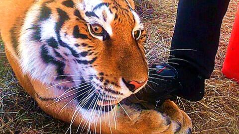 梦见成功躲过老虎追赶:老虎来了,你躲好了吗?解析梦见成功躲过老虎追赶的潜意识密码 梦见成功躲过老虎追赶:老虎来了,你躲好了吗?解析梦见成功躲过老虎追赶的潜意识密码