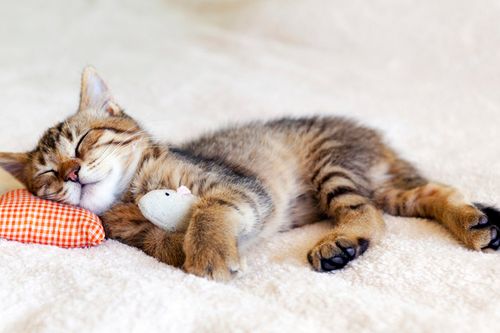 孕妇梦到猫是男孩女孩：孕妇梦见猫，是男孩还是女孩？民间说法与科学解读