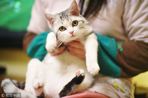 孕妇梦到猫是男孩女孩：孕妇梦见猫，是男孩还是女孩？民间说法与科学解读