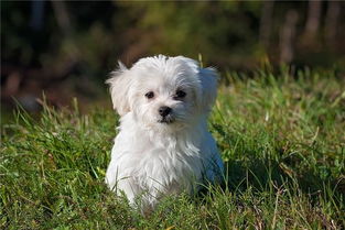 孕妇梦见狗追咬是吉兆:孕妇梦见狗追咬,竟是预示好运的吉兆? 孕妇梦见狗追咬是吉兆:孕妇梦见狗追咬,竟是预示好运的吉兆?