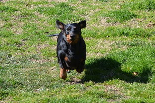 孕妇梦见狗追咬是吉兆:孕妇梦见狗追咬,竟是预示好运的吉兆? 孕妇梦见狗追咬是吉兆:孕妇梦见狗追咬,竟是预示好运的吉兆?