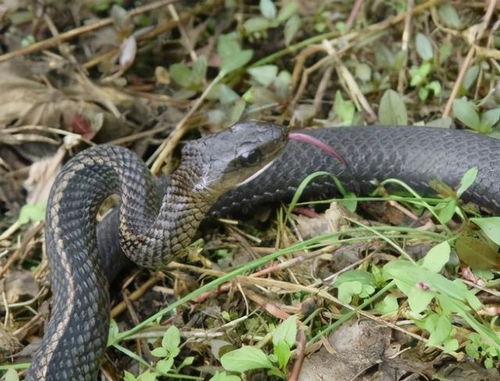 孕妇梦见满地都是蛇:孕妇梦见满地都是蛇,是预兆还是警示? 孕妇梦见满地都是蛇:孕妇梦见满地都是蛇,是预兆还是警示?