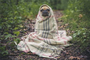 梦见自己的手被狗咬出血了:梦中手被咬出血,一场关于失控与内在冲突的隐喻 梦见自己的手被狗咬出血了:梦中手被咬出血,一场关于失控与内在冲突的隐喻