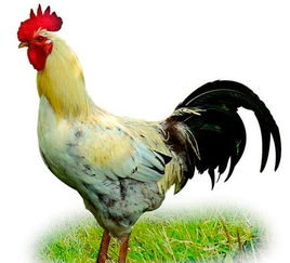 属鸡人一生最克3个人:属鸡人一生最克3个人,性格缺陷与命运纠葛的深度解析 属鸡人一生最克3个人:属鸡人一生最克3个人,性格缺陷与命运纠葛的深度解析