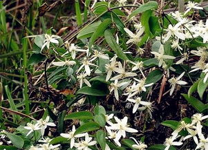 50种中草药:神奇的50种中草药,探索中华医药宝库 50种中草药:神奇的50种中草药,探索中华医药宝库