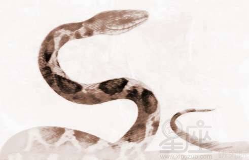 梦见几条大蛇的征兆:梦里出现多条大蛇,这些征兆你了解吗? 梦见几条大蛇的征兆:梦里出现多条大蛇,这些征兆你了解吗?