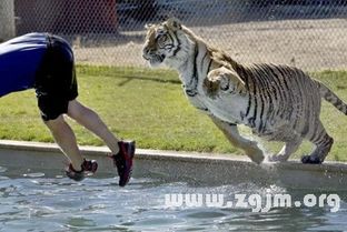 梦见被老虎追吓得到处躲:梦里老虎追我,我该如何应对? 梦见被老虎追吓得到处躲:梦里老虎追我,我该如何应对?