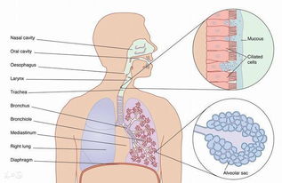 怎么把肺里的痰排干净:肺部清洁术,如何有效排出肺里的痰? 怎么把肺里的痰排干净:肺部清洁术,如何有效排出肺里的痰?