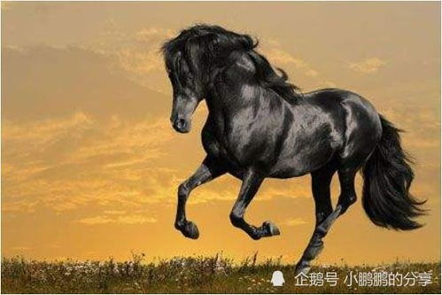 66马人一生最克3个人:66岁属马人一生最克3个人,化解方法与运势指南 66马人一生最克3个人:66岁属马人一生最克3个人,化解方法与运势指南