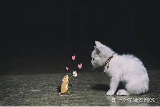 梦见被猫追咬是什么预兆:梦见被猫追咬,解密潜意识中的隐藏信息 梦见被猫追咬是什么预兆:梦见被猫追咬,解密潜意识中的隐藏信息