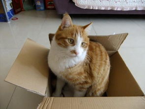 梦见被猫追咬是什么预兆:梦见被猫追咬,解密潜意识中的隐藏信息 梦见被猫追咬是什么预兆:梦见被猫追咬,解密潜意识中的隐藏信息