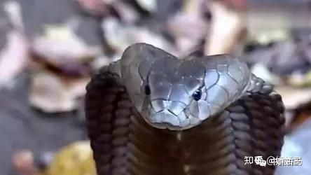 梦到蛇是咋回事：梦到蛇是咋回事？从心理学到文化解读的全面解析