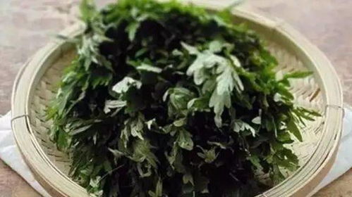 艾叶泡脚的好处和禁忌:艾叶泡脚,驱寒祛湿,养生保健的双重功效与注意事项 艾叶泡脚的好处和禁忌:艾叶泡脚,驱寒祛湿,养生保健的双重功效与注意事项