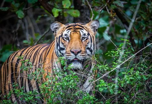 女人梦见狮子老虎什么预兆：女人梦见狮子老虎，神秘预兆的解密与启示