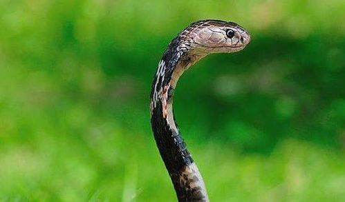 梦见很多的蛇是什么预兆:梦里蛇成群?这些预兆你必须知道 梦见很多的蛇是什么预兆:梦里蛇成群?这些预兆你必须知道