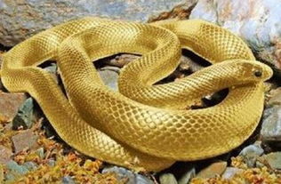 梦见很多的蛇是什么预兆:梦里蛇成群?这些预兆你必须知道 梦见很多的蛇是什么预兆:梦里蛇成群?这些预兆你必须知道